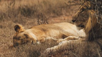 Löwe liegt im Schatten im Addo Nationalpark - Südafrika mit Kindern