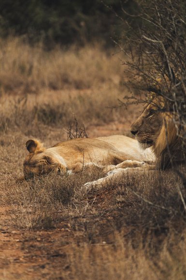 Löwe liegt im Schatten im Addo Nationalpark - Südafrika mit Kindern