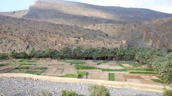 grüne Felder vor dem Jebel Shams - Oman Rundreise mit Kindern