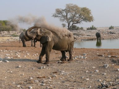 Elefant am Wasserloch im Etosha Nationalpark - Namibia Safari mit Kindern