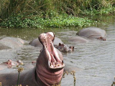 Nilpferd zeigt sein weit geöffnetes Maul am Flussufer – Tansania Familienreise