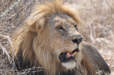 Ein Löwe liegt entspannt auf dem Boden und blickt in die Ferne - Namibia Rundreise mit Kindern