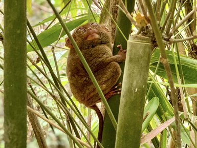 Ein Tarsier sitzt auf einem Baumstamm, umgeben von dichten grünen Blättern und Ästen, mit großen, neugierigen Augen.