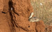 Echsenkopf guckt aus Steinfelsen hervor - Kenia Family & Teens