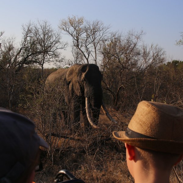 Jeepsafari bei Sonnenuntergang Elefant - Südafrika Safari mit Kindern