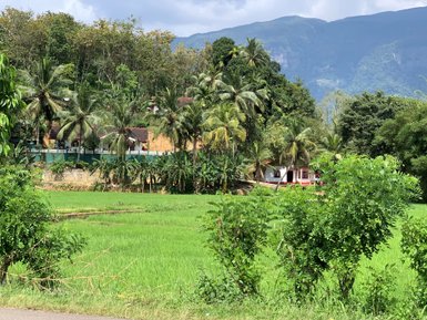 Tropische Landschaft mit hohen Palmen und saftigem Gras – Sri Lanka Reise mit Kindern