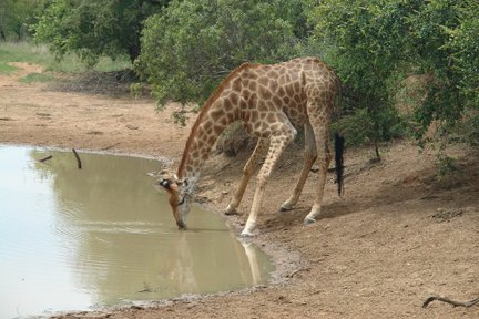 Giraffe trinkt vorsichtig an einem Wasserloch in der südafrikanischen Savanne – Südafrika Reise mit Kindern