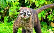 Nasenbär auf grüner Wiese - Costa Rica mit Teenagern
