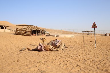 Ruhende Kamele neben Zelten in der Wüste Omans – Oman Familienreise