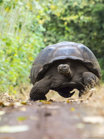 Riesenschildkröte in grüner Landschaft - Galapagos mit Kindern