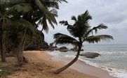 Ein ruhiger Strand in Sri Lanka, umgeben von hohen Palmen und sanften Wellen, die an den goldenen Sand schlagen.