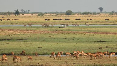 Eine Gruppe von Antilopen grast friedlich am Ufer eines Flusses, während im Hintergrund Wasserbüffel weiden.