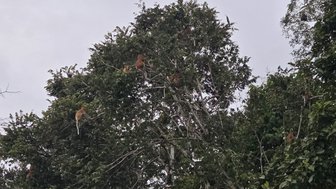 Eine Gruppe von Nasenaffen auf den Bäumen während der Bootssafari auf dem Kinabatangan-Fluss auf Borneo - Malaysia Familienreise