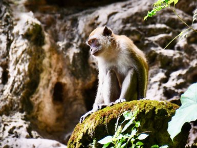 Affe sitzt ruhig auf einem moosbewachsenen Stein nahe der Batu-Höhlen – Malaysia & Borneo Familienreise