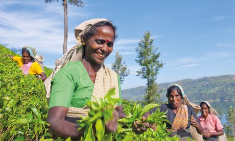 Teepflückerinnen ernten von Hand frische Teeblätter in den grünen Teeplantagen Sri Lankas – Sri Lanka Familienreise