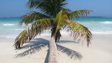 Eine einsame Palme neigt sich über den weißen Sandstrand, während sanfte Wellen im Hintergrund plätschern.