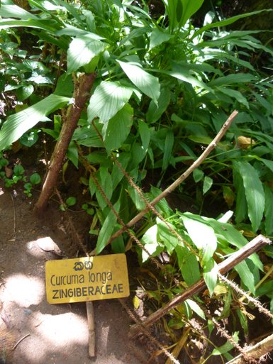 Curcuma-Pflanze mit großen grünen Blättern im Gewürzgarten – Sri Lanka Reise mit Kindern