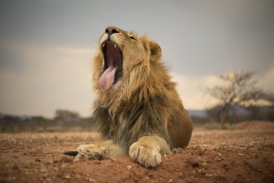 Löwe Mount Etjo - Namibia Familienurlaub