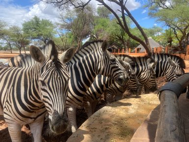 Zebras Omaruru Game Lodge - Namibia mit Kindern
