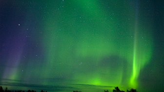 Ein atemberaubendes Nordlicht leuchtet in lebhaften Grüntönen über einem dunklen, bewaldeten Horizont.