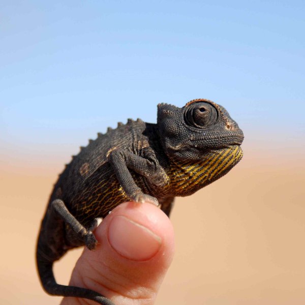 Chamäleon Living Desert Tour - Namibia Rundreise mit Kindern