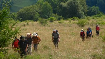 Eine Gruppe von Wanderern durchquert ein hohes Grasfeld, umgeben von üppigen Bäumen und sanften Hügeln im Hintergrund.