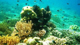 Farbenfrohe Fische und Korallen in der Unterwasserwelt rund um Nusa Lembongan – Bali Reise mit Kindern