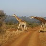 Zwei Giraffen spazieren durch die Savanne im Krüger Nationalpark – Südafrika Familienreise