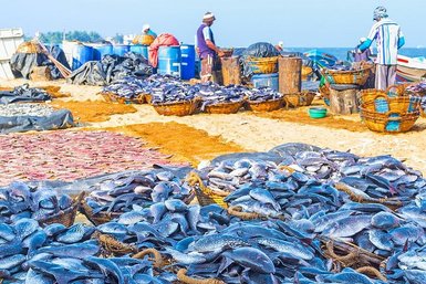 Verschiedene frische Fische auf dem Markt in Negombo – Sri Lanka mit Kindern