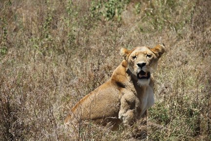 Löwe achtet wachsam auf seine Umgebung – Tansania Familienreise