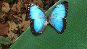Türkisfarbener Schmetterling im Ecocentro Danaus bei Alajuela – Costa Rica Reise mit Kindern