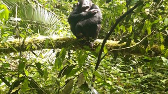Ein Schimpanse sitzt auf einem Ast, umgeben von üppigem, grünem Laub im Kibale Forest Nationalpark.