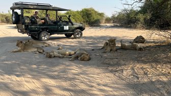 Ein Jeep-Safari-Fahrzeug steht auf sandigem Boden, während mehrere Löwen entspannt in der Nähe liegen.