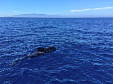 Ein Wal schwimmt ruhig durch das tiefblaue Wasser, während eine entfernte Insel im Hintergrund sichtbar ist.