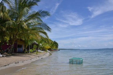 Ein ruhiger Strand mit Palmen, sanften Wellen und einem Fischernetz, das im Wasser schwimmt, unter einem strahlend blauen Himmel.