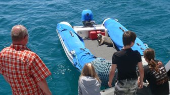 Eine Gruppe von Menschen beobachtet einen Seehund, der entspannt auf einem Boot im blauen Wasser liegt.