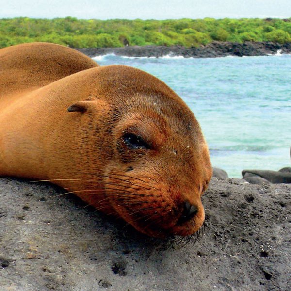 Ein Seelöwe ruht entspannt auf einem großen Felsen, während das ruhige Wasser des Ozeans im Hintergrund schimmert.