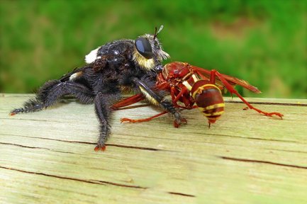 Eine schwarze Fliege und eine rot-gelbe Wespe stehen auf einem Holzbrett, umgeben von unscharfem grünem Hintergrund.