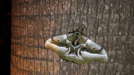 Eine große Motte sitzt an einem Baumstamm, während eine Hand vorsichtig daneben liegt und die Textur des Stammes berührt.