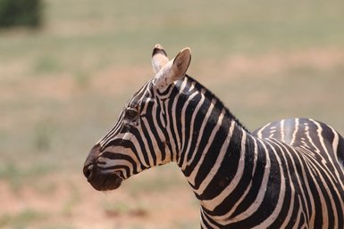 Ein Zebra mit markanten schwarz-weißen Streifen steht in der Savanne, während die Sonne auf die Landschaft scheint.
