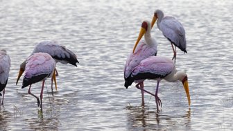 Eine Gruppe von Störchen steht im flachen Wasser, während sie nach Nahrung suchen und ihre bunten Federn im Licht schimmern.