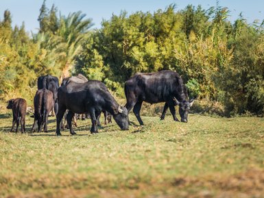 Herde im Feuchtgebiet Azraq - Jordanien Familienurlaub
