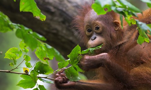 Ein Orang-Utan hangelt sich durch das Blätterdach des Dschungels – Malaysia & Borneo Familienreise