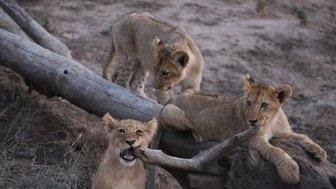 Löwenbabys tollen auf einem liegenden Baumstamm im Kruger-Nationalpark – Südafrika mit Kindern