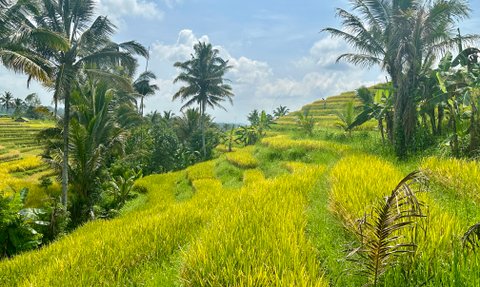 Üppig grüne Reisterrassen von Jatiluwih auf Bali – Bali Reise mit Kindern