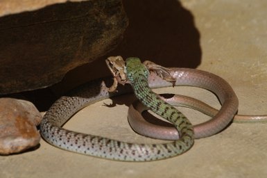 Eine Schlange frisst ihre Beute im Makutsi Game Reserve – Südafrika mit Kindern