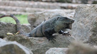 Gemeiner Schwarzleguan sonnt sich auf einem Felsen – Mexiko Reise mit Kindern