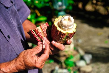 Ein Mann hält eine geöffnete Kakaofrucht in der Hand, während er die weißen Kakaosamen zeigt, umgeben von üppigem Grün.