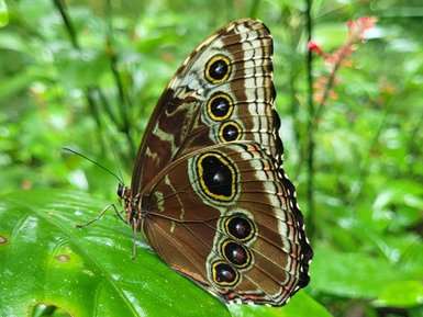 Nahaufnahme eines bunten Schmetterlings im EcoCentro Danaus in Alajuela – Costa Rica Familienreise