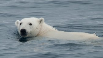 Ein schwimmender Eisbär taucht aus dem Wasser auf, sein weißes Fell kontrastiert mit den blauen Wellen des Ozeans.